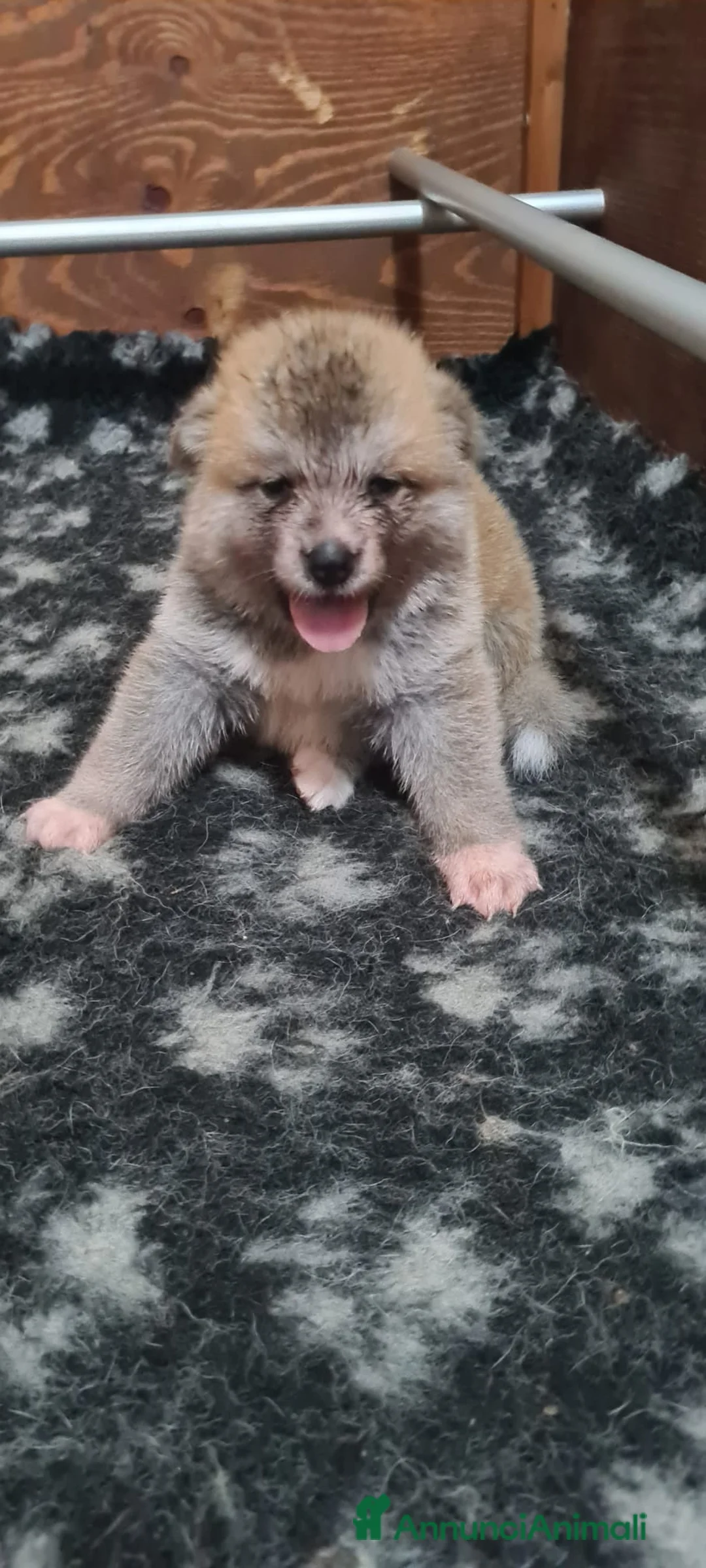 Akita Inu cani in vendita: CUCCIOLI DI AKITA COMO-MONZA E BRIANZA - Annuncio 2