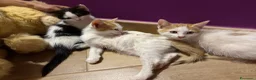 Europeo gatti in regalo: Tre gattini maschi a Città metropolitana di Roma Capitale - Annuncio 3