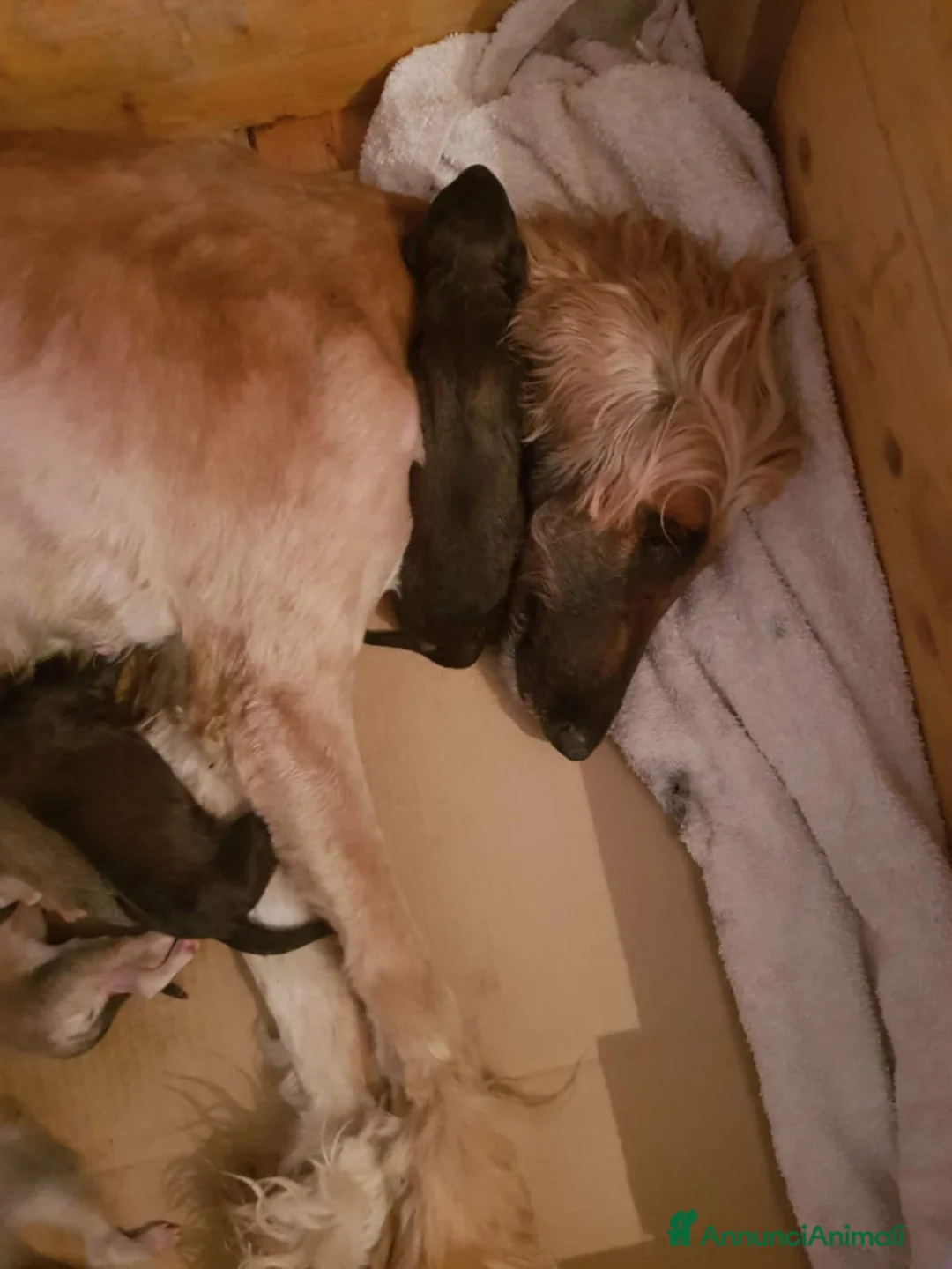 Levriero cani in vendita: LEVRIERO AFGANO BELLISSIMI CUCCIOLI - Annuncio 7