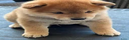 Shiba Inu cani in vendita: Vendensi cuccioli di Shiba Inu - Annuncio 4