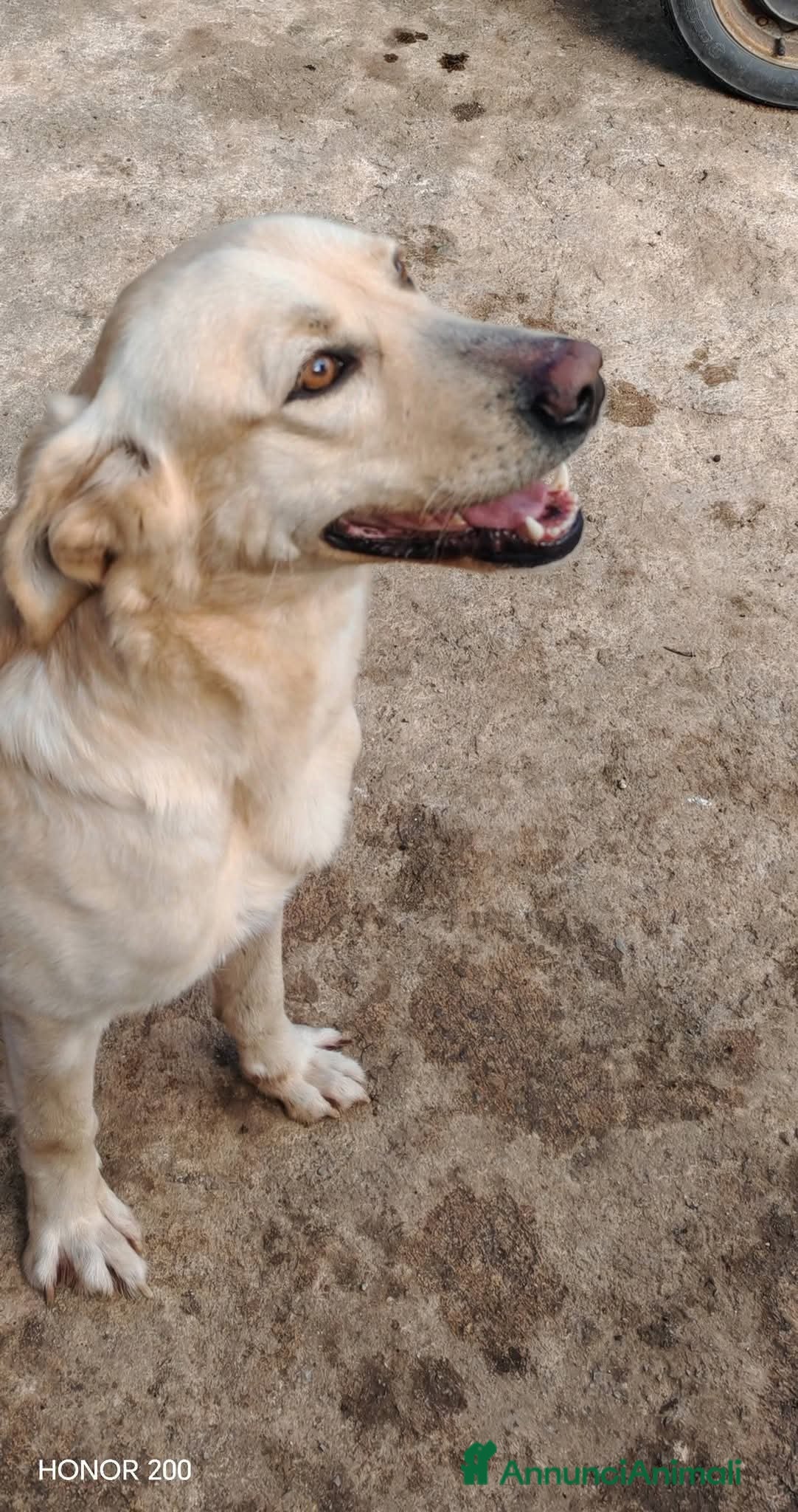 Meticcio cani 2 anni circa, simil Labrador, 18 kg. dolce, buono - Annuncio 38
