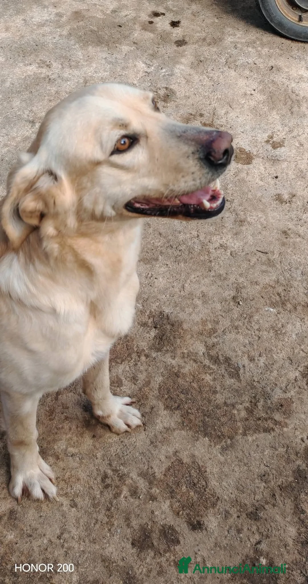 Meticcio cani in regalo: 2 anni circa, simil Labrador, 18 kg. dolce, buono - Annuncio 1