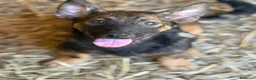 Meticcio cani in regalo: ENZO, lupacchiotto ZAMPACORTA simpaticissimo! - Annuncio 6