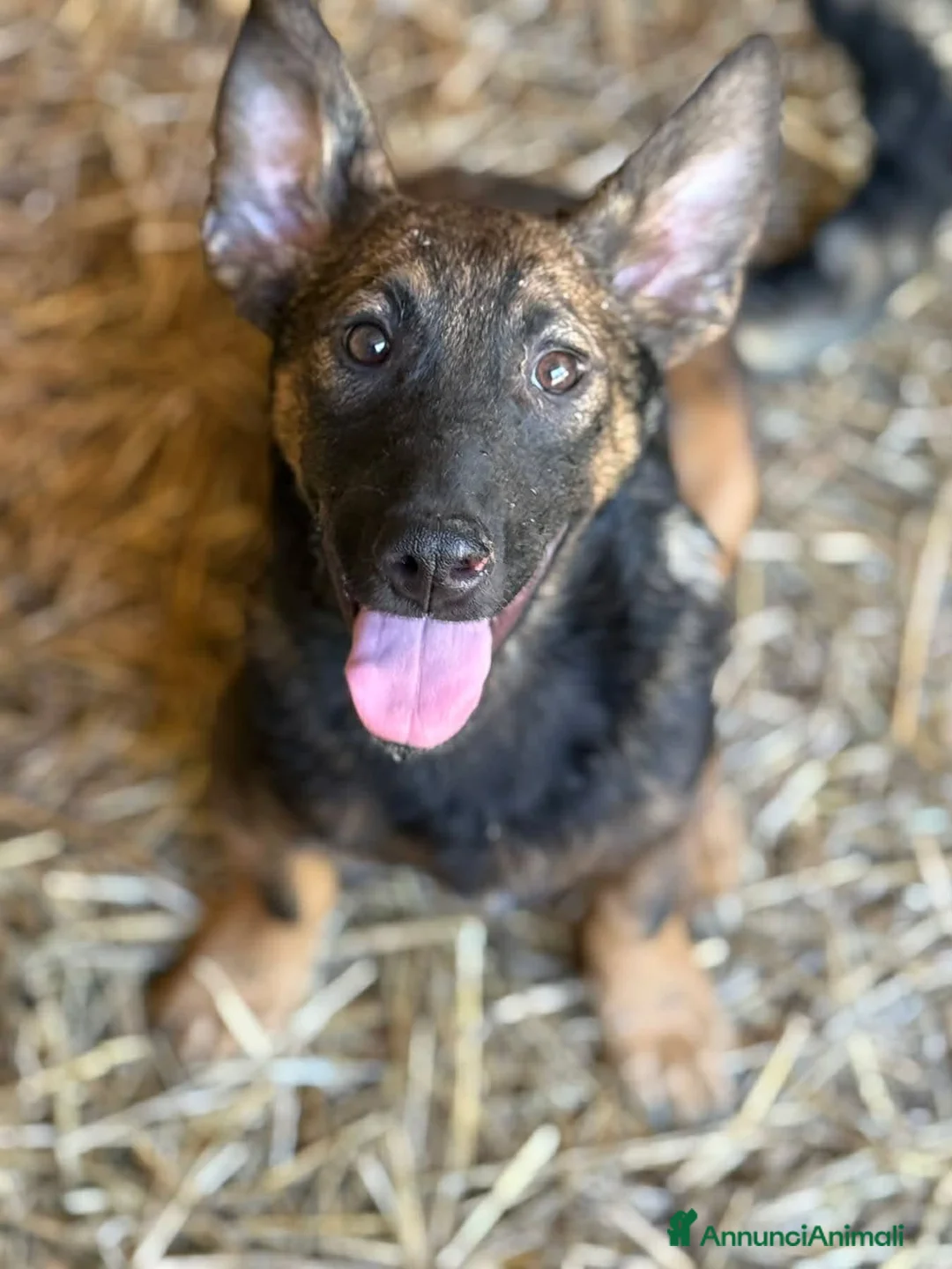 Meticcio cani in regalo: ENZO, lupacchiotto ZAMPACORTA simpaticissimo! - Annuncio 6
