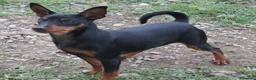 Pinscher Miniatura cani in vendita: Pinscher nano  - Annuncio 30