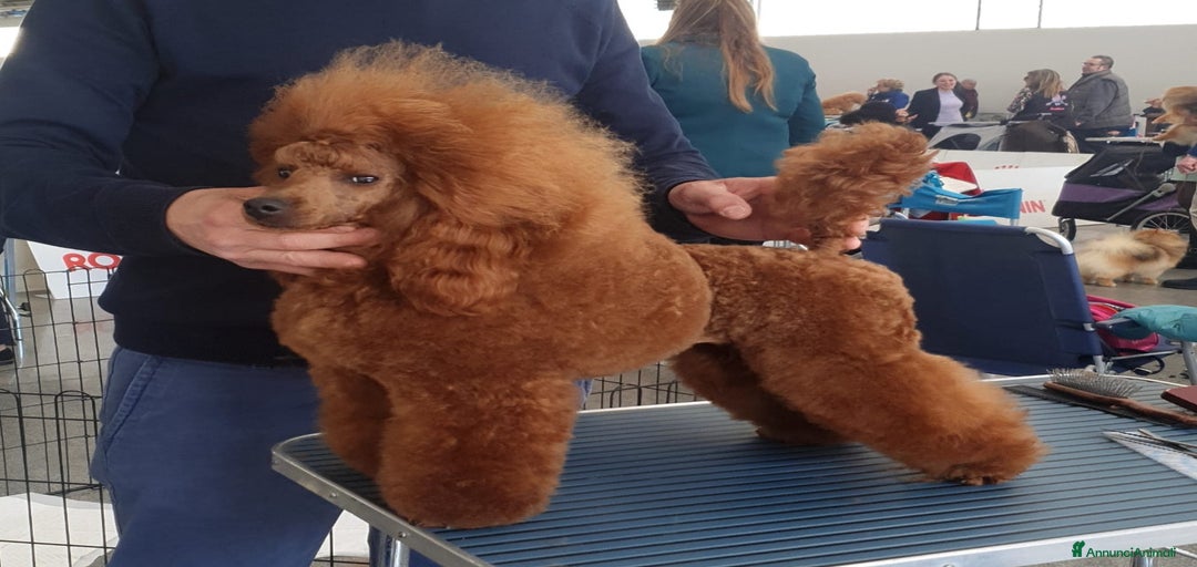 Immagine della galleria {{count}}