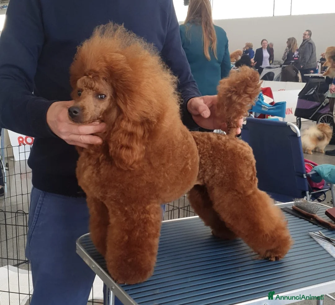 Immagine della galleria {{count}}