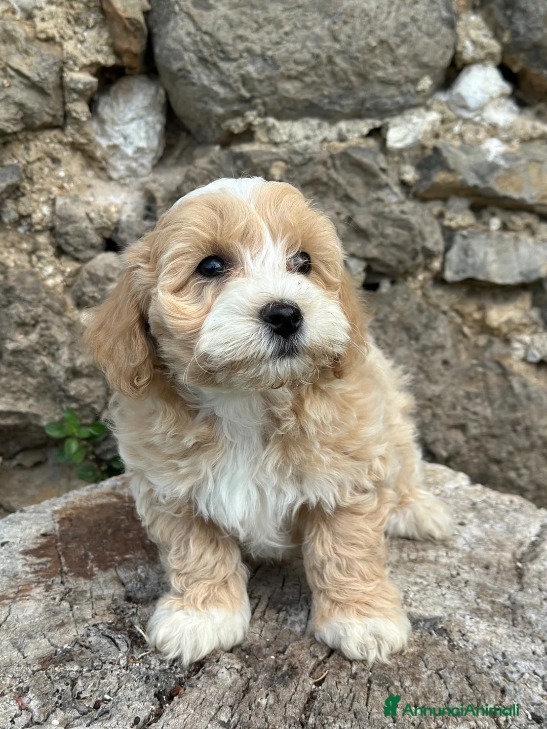 Maltipoo cani in vendita: Cucciolo di Maltipoo - Annuncio 1