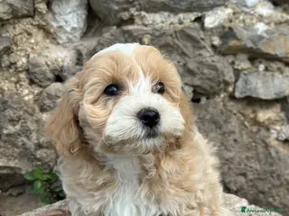 Maltipoo cani Cucciolo di Maltipoo - Annuncio 3