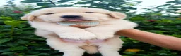 Golden Retriever cani in vendita: Cuccioli Golden retriever americani pedigree ENCI  - Annuncio 5