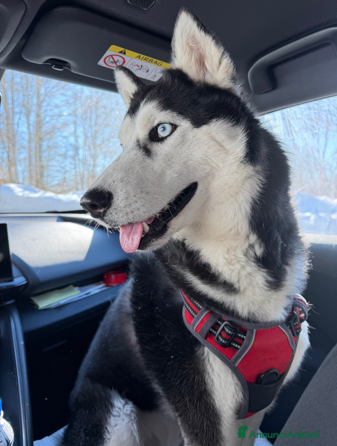Husky cani Siberian husky maschio pedigree per monta - Annuncio 29