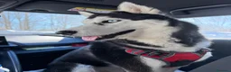 Husky cani per accoppiamento: Siberian husky maschio pedigree per monta a Provincia di Frosinone - Annuncio 1