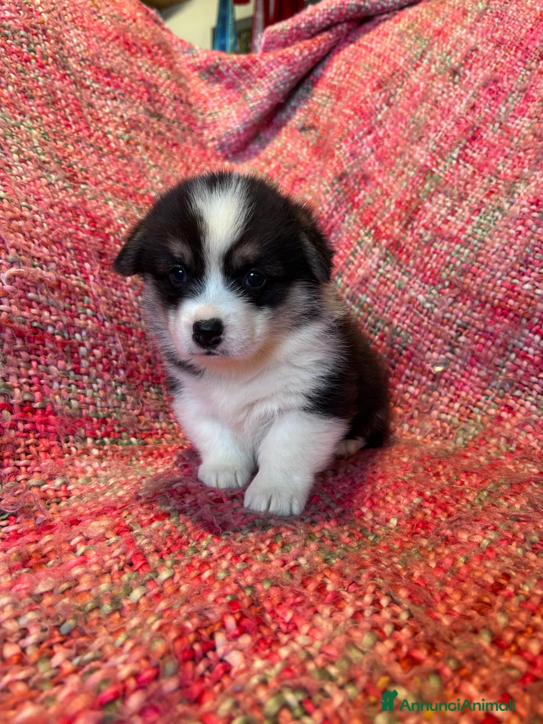 Corgi Pembroke cani in vendita: Welsh corgi Pembroke  a Città metropolitana di Roma Capitale - Annuncio 9