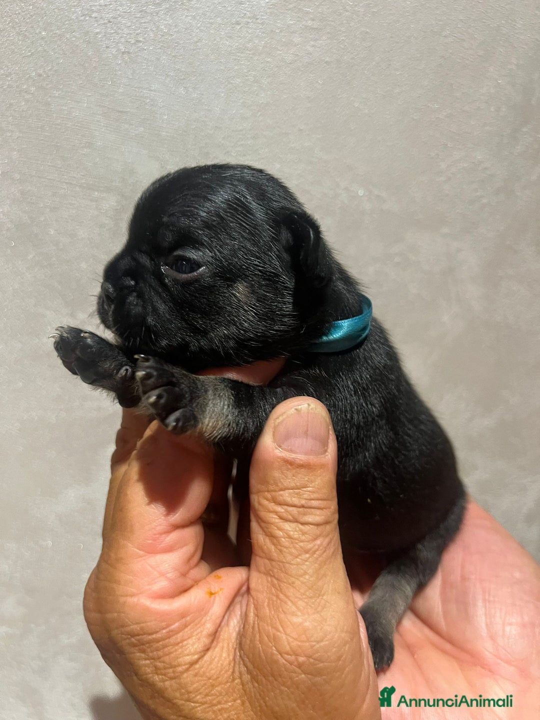 Altre razze gatti in vendita: Bulldog francese cuccioli a Città metropolitana di Milano - Immagine 12