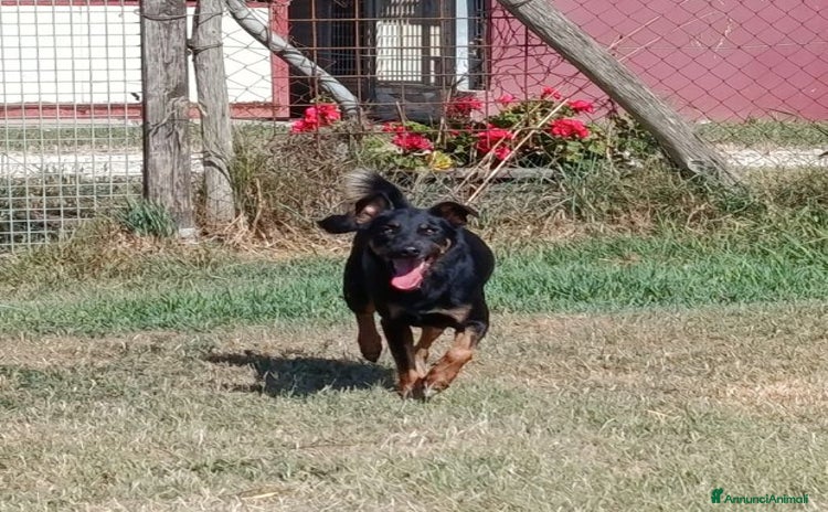 Pinscher Tedesco cani a Provincia di Latina - Annuncio 4