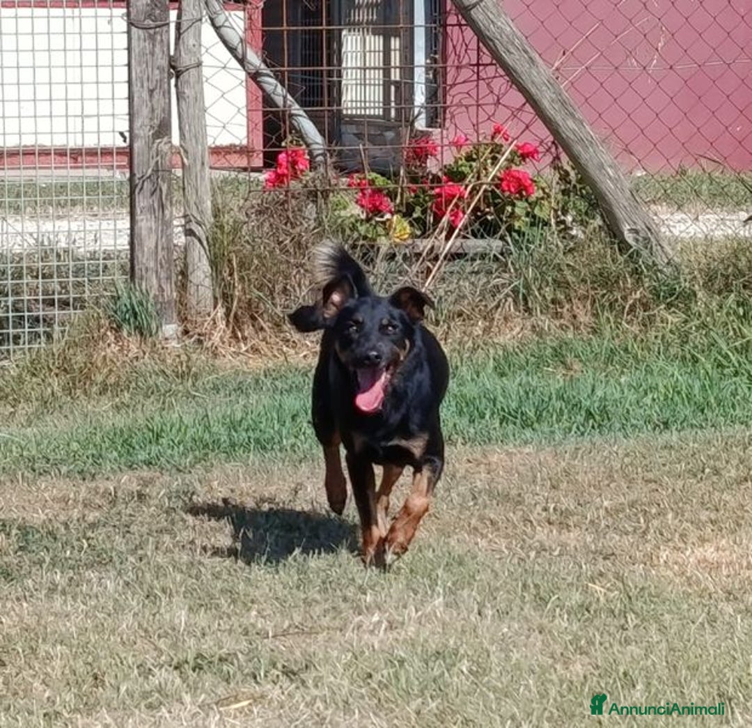 Pinscher Tedesco cani in regalo: Up, dolcissimo pincherino a Provincia di Latina - Annuncio 1