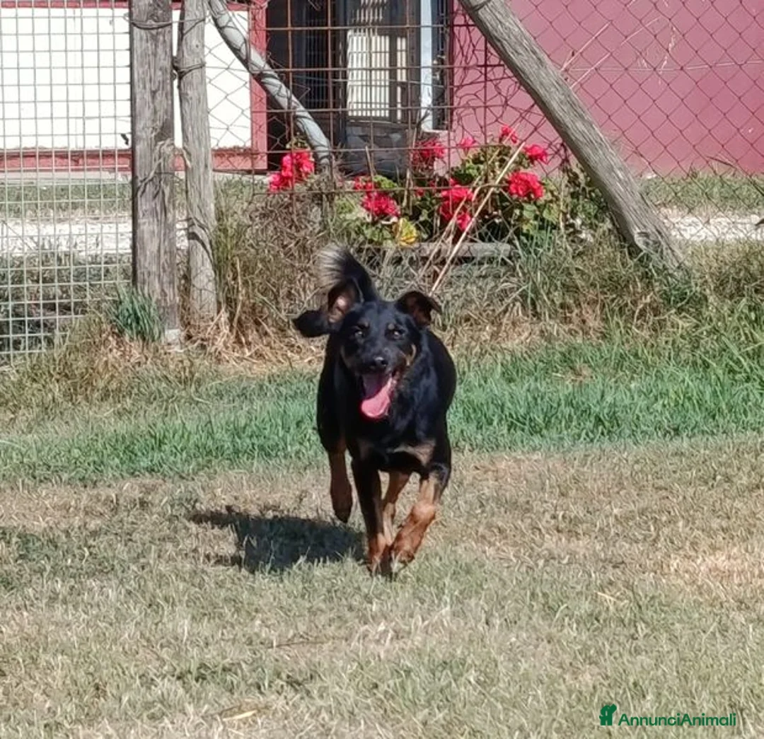 Pinscher Tedesco cani in regalo: Up, dolcissimo pincherino a Provincia di Latina - Annuncio 1