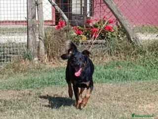 Pinscher Tedesco cani Up, dolcissimo pincherino a Provincia di Latina - Annuncio 3