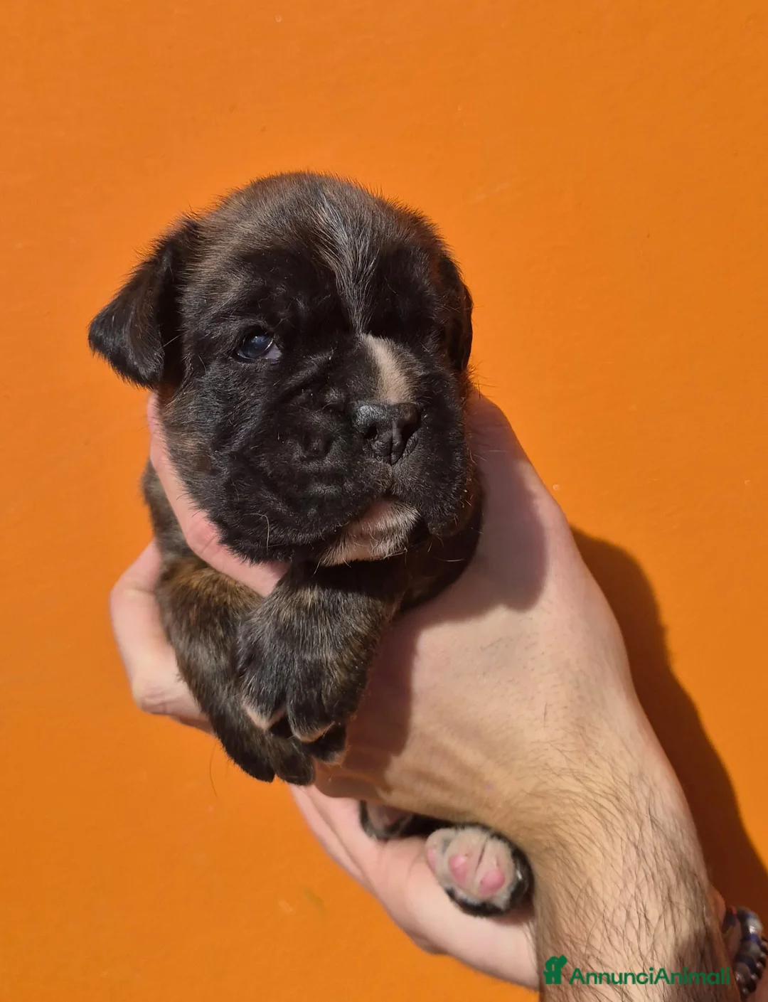 Boxer cani in vendita: Boxer cuccioli - Annuncio 2