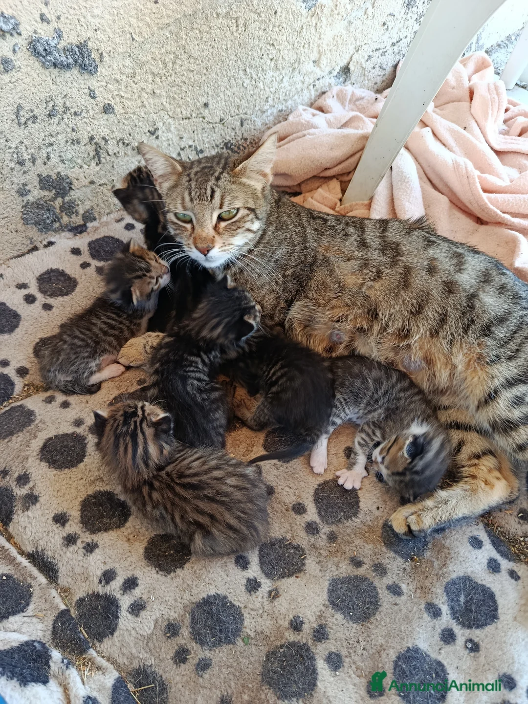 Meticcio gatti in regalo: Gattini in regalo - Annuncio 1