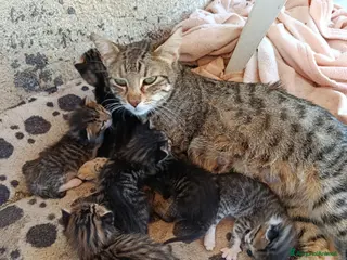 Meticcio gatti Gattini in regalo - Annuncio 2
