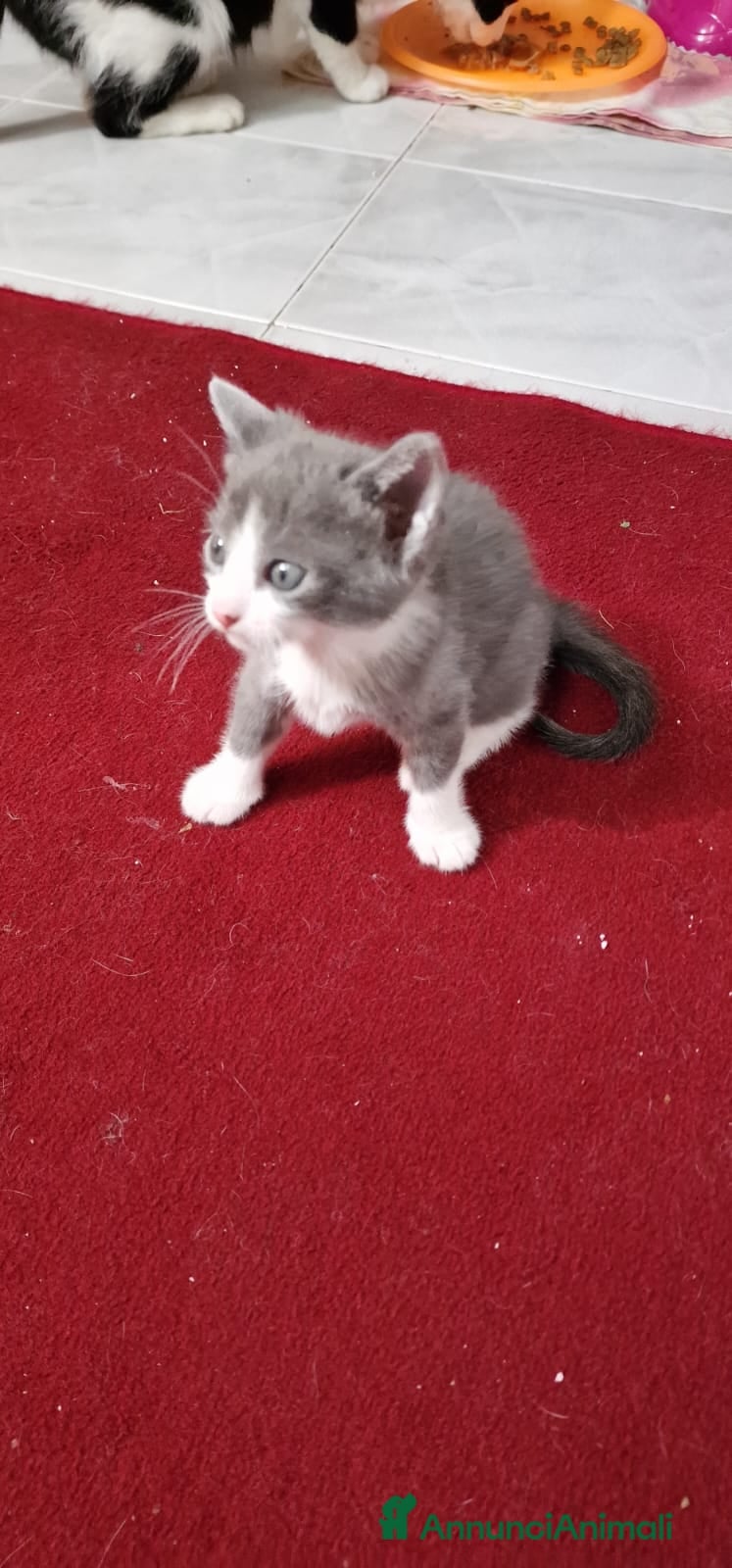 Meticcio gatti in regalo: Felixia e piccoli  - Annuncio 3