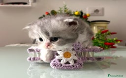 Persiano gatti in vendita: Gattini persiano bicolore a Città metropolitana di Messina - Immagine 25