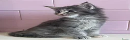 Maine Coon gatti in vendita: Maine Coon cuccioli a Provincia di Ferrara - Annuncio 5