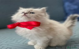 Siberiano gatti in vendita: SIBERIANI GATTINI IPOALLERGENICI  a Provincia di Brescia - Immagine 2