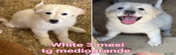 Meticcio cani in regalo: TROPPI CUCCIOLI SOLI IN RIFUGIO  a Provincia di Verona - Annuncio 4