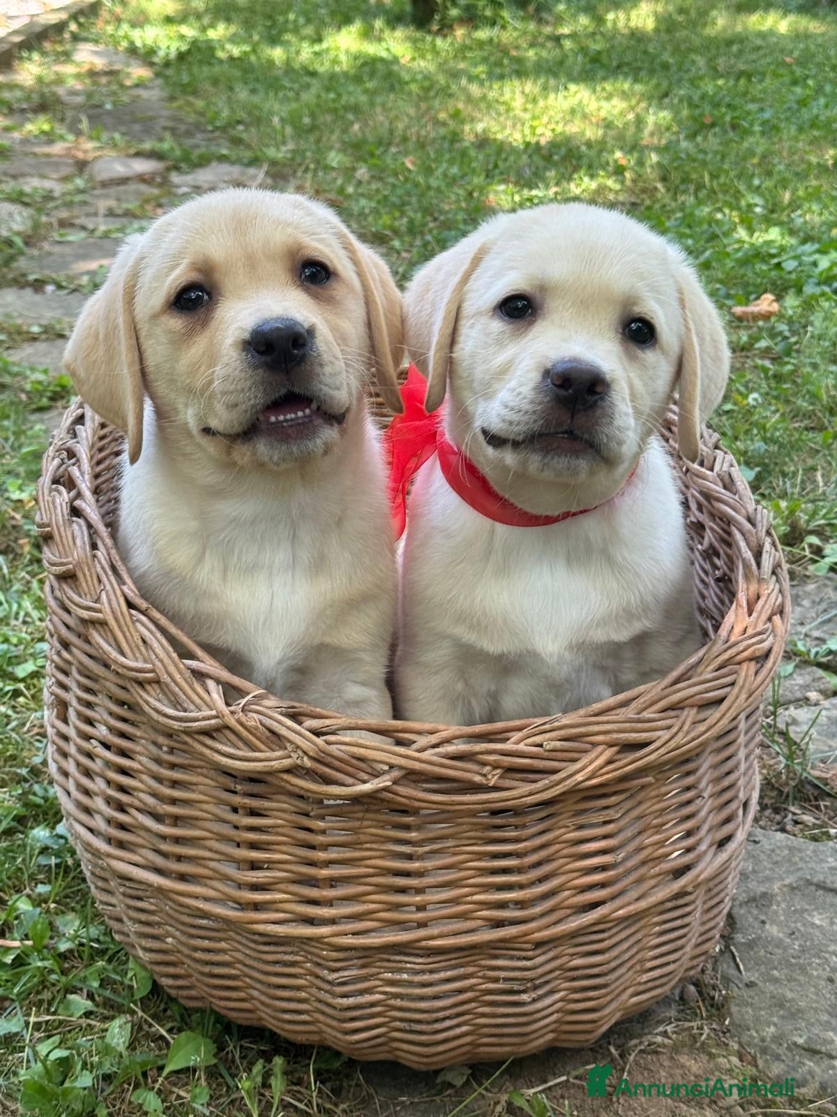 Labrador cani Labrador retriever - Annuncio 2