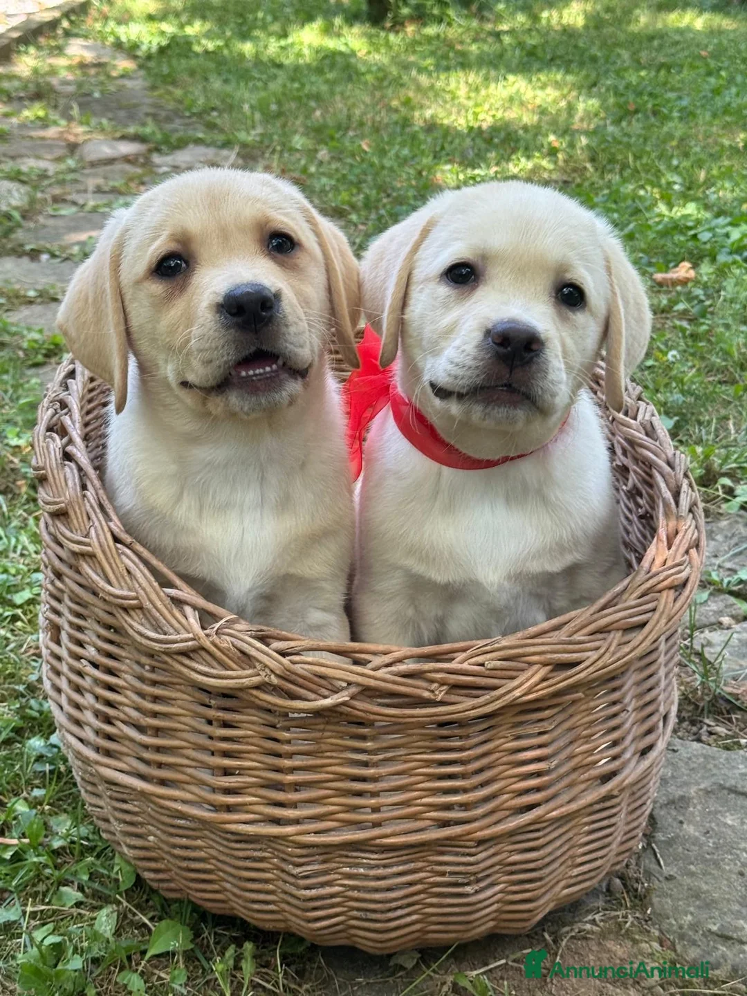 Labrador cani in vendita: Labrador retriever - Annuncio 1
