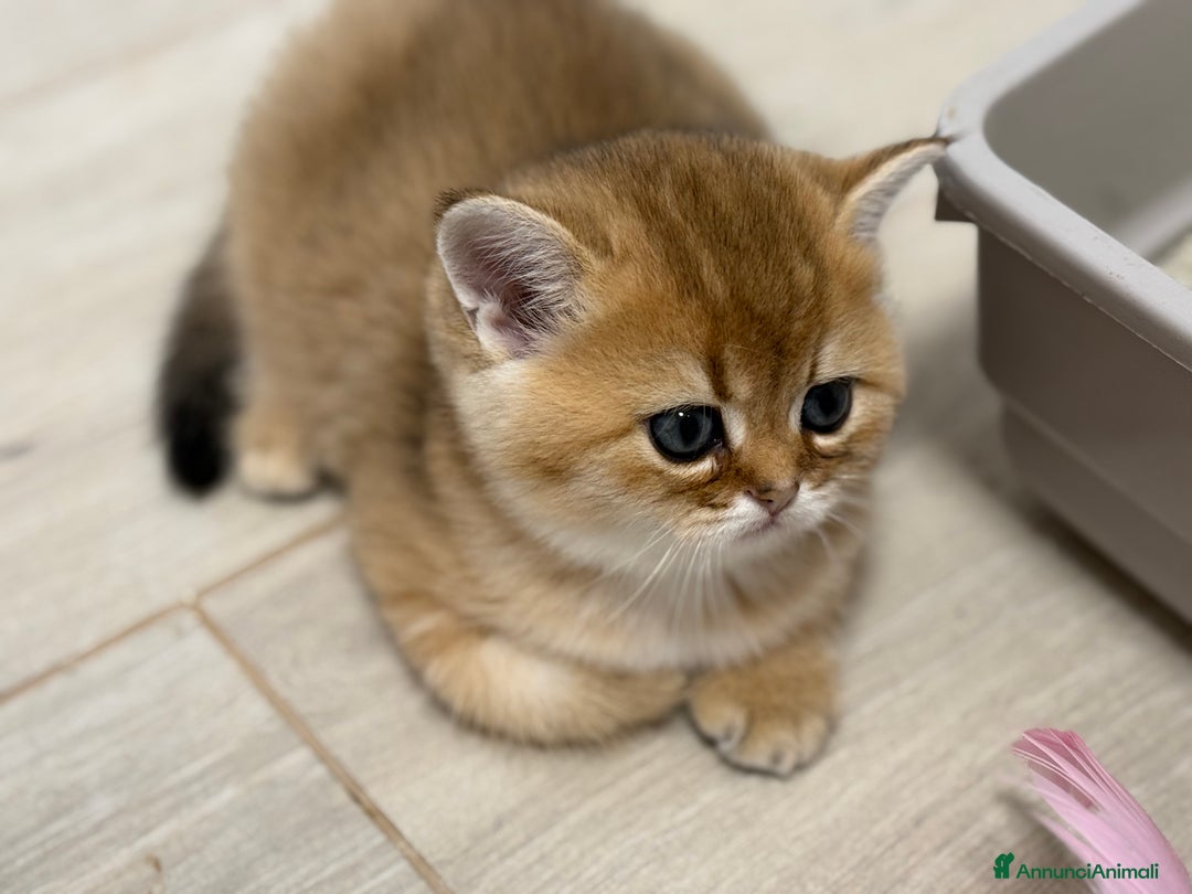 Scottish gatti in vendita: Scottish straight  - Annuncio 18