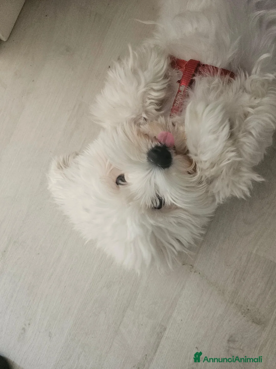 Bichon cani in vendita: Bishon maltese  - Annuncio 2