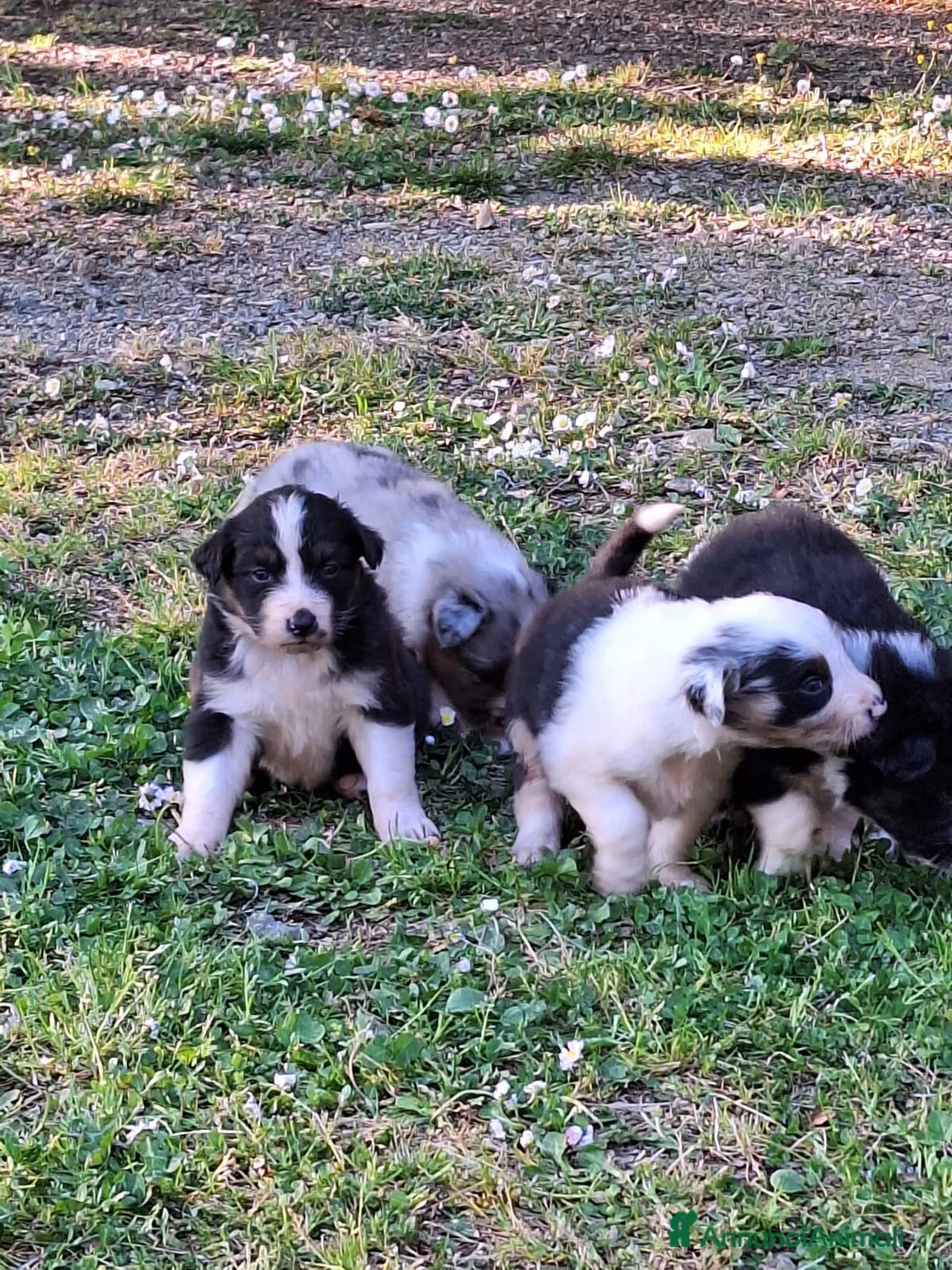 Australian Shepherd cani in vendita: Disponibili cuccioli australian sheperd a Provincia di Massa e Carrara - Annuncio 2