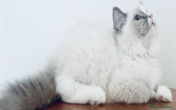 Ragdoll gatti in vendita: Gattino Ragdoll pura razza pedigree qualità show a Provincia di Parma - Immagine 3