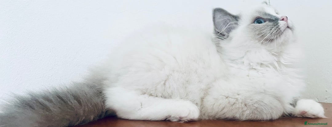 Ragdoll gatti in vendita: Gattino Ragdoll pura razza pedigree qualità show a Provincia di Parma - Immagine 3