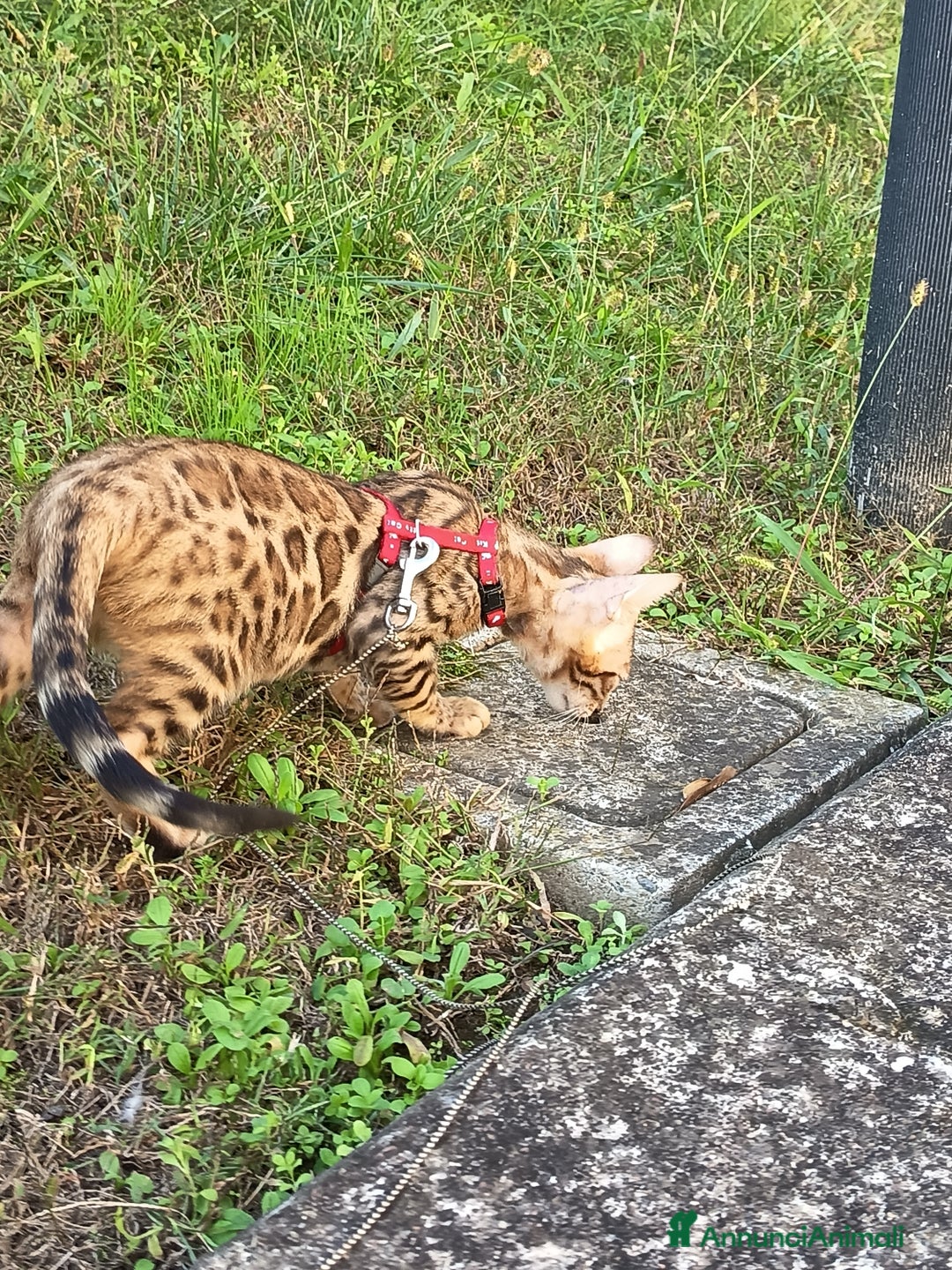 Bengala gatti in vendita: Maschietto di rara colorazione dorata 😻 - Annuncio 6