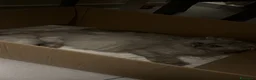 Persiano gatti in vendita: Gattini cuccioli persiano  - Annuncio 2