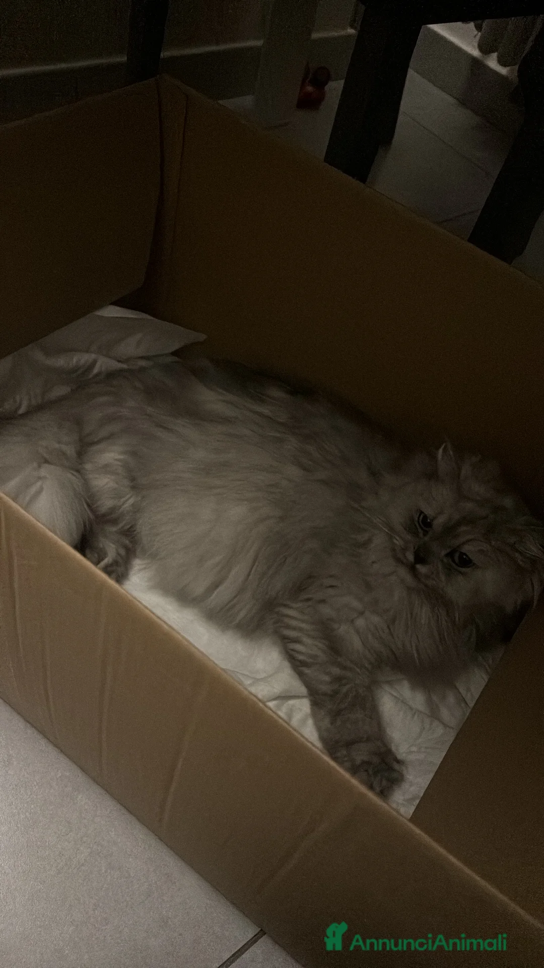 Persiano gatti in vendita: Gattini cuccioli persiano  - Annuncio 2