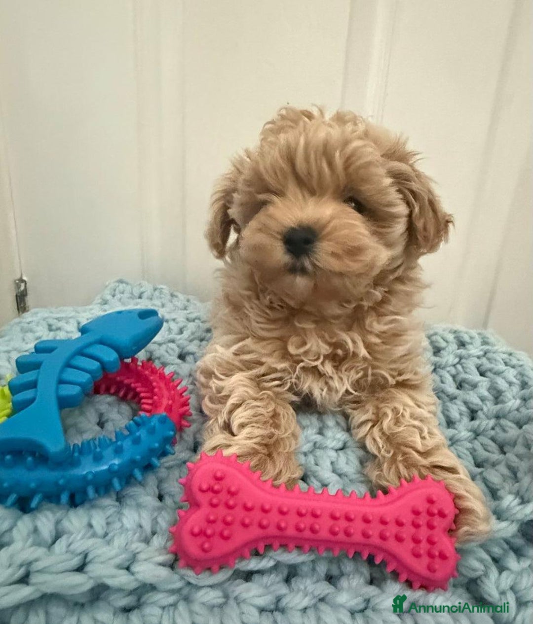 Meticcio cani in vendita: Bellissimi Maltipoo Mini F1 - Annuncio 12