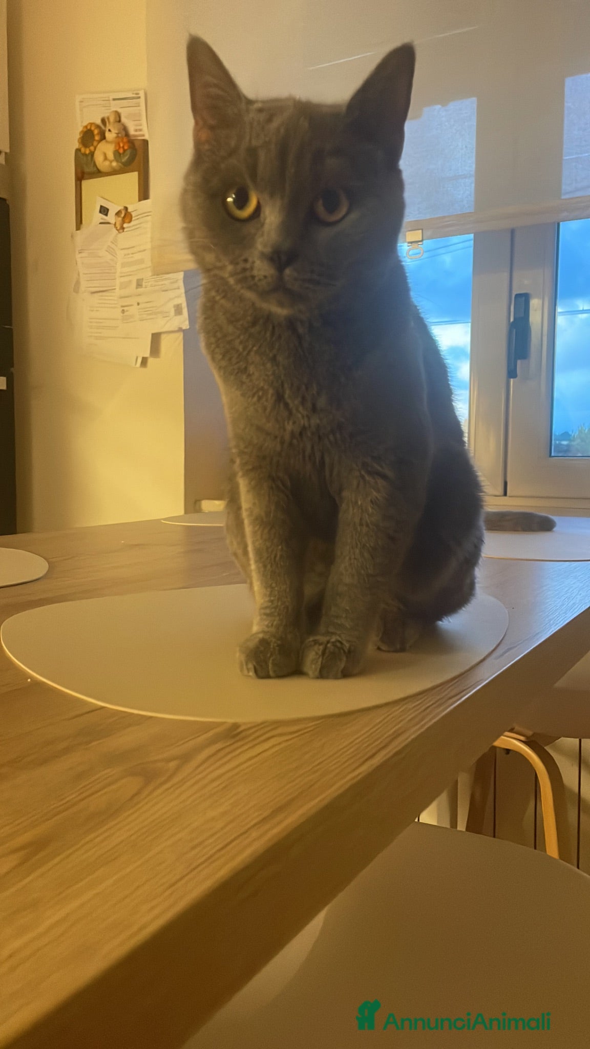 Scottish gatti Gattine scottish straight point manto silver - Annuncio 13