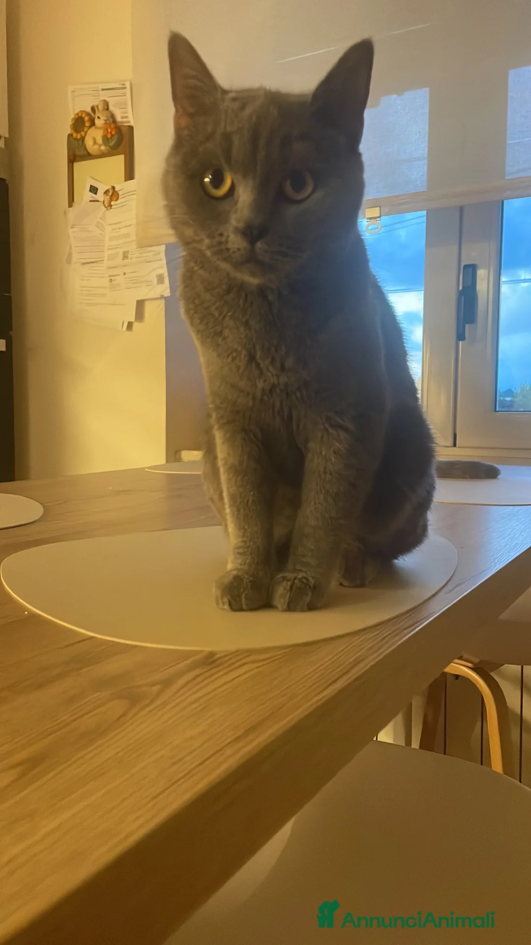 Scottish gatti in vendita: Gattine scottish straight point manto silver - Annuncio 1