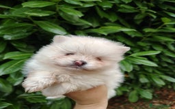 Volpino Pomerania cani in vendita: Volpino di Pomerania  a Provincia di Modena - Immagine 2