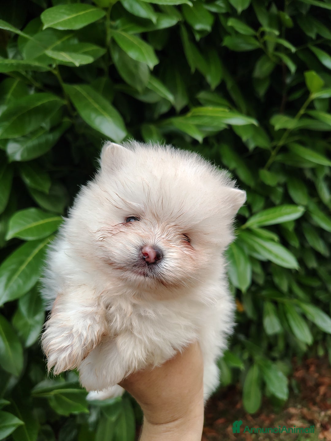 Volpino Pomerania cani in vendita: Volpino di Pomerania  a Provincia di Modena - Immagine 2