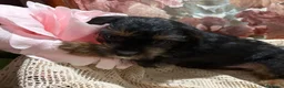 Yorkshire cani in vendita: Ultimo cucciolo di Yorkshire  - Annuncio 5