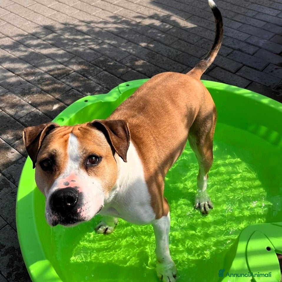 Meticcio cani GOLD BELLISSIMO AMSTAFF - Annuncio 35