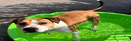 Meticcio cani in regalo: GOLD BELLISSIMO AMSTAFF - Annuncio 1