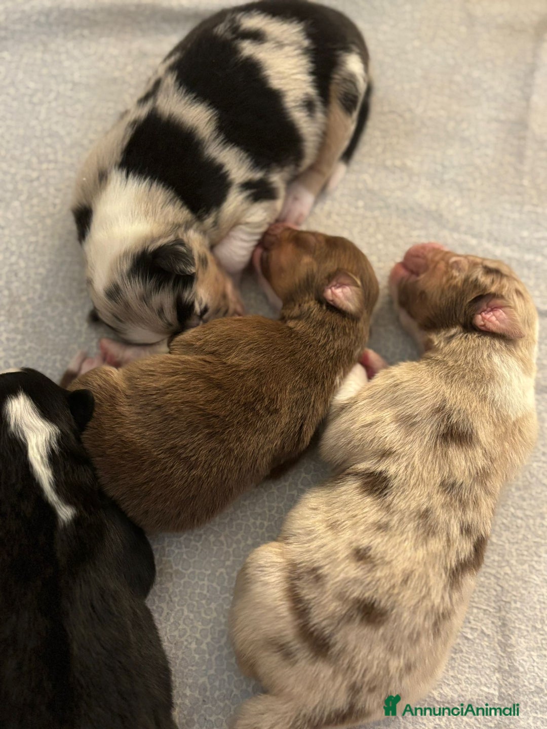 Australian Shepherd cani in vendita: Cuccioli di Pastore Australiano con pedigree ENCI - Annuncio 6