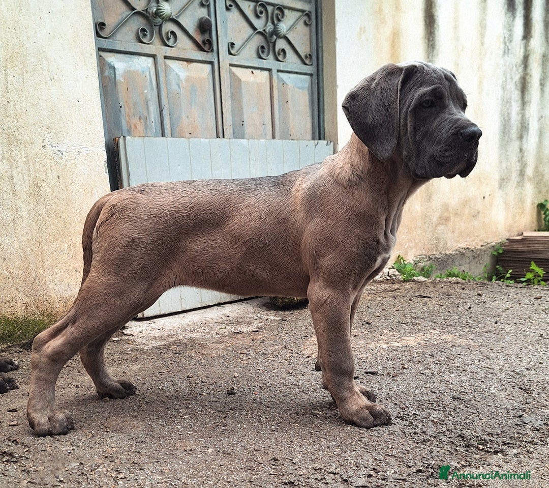 Cane Corso cani in vendita: Cucciole Cane Corso Pedigree - Annuncio 2